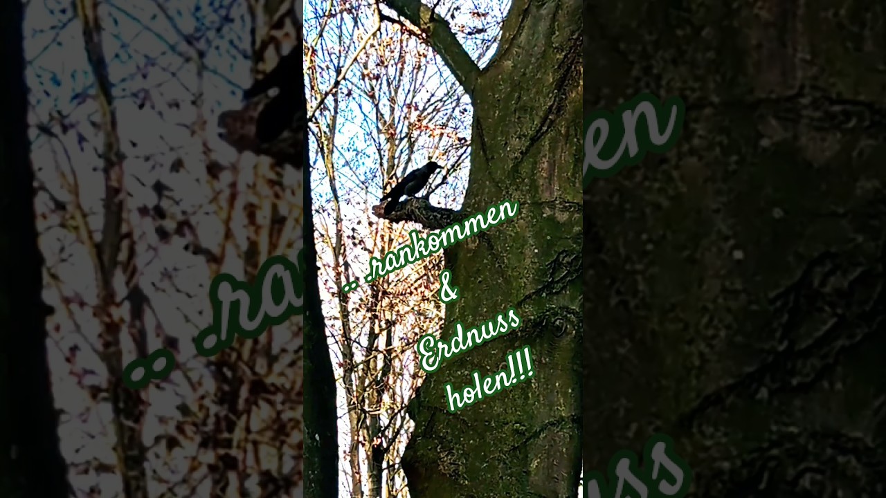 ...rankommen und Erdnuss holen!!! 🙂