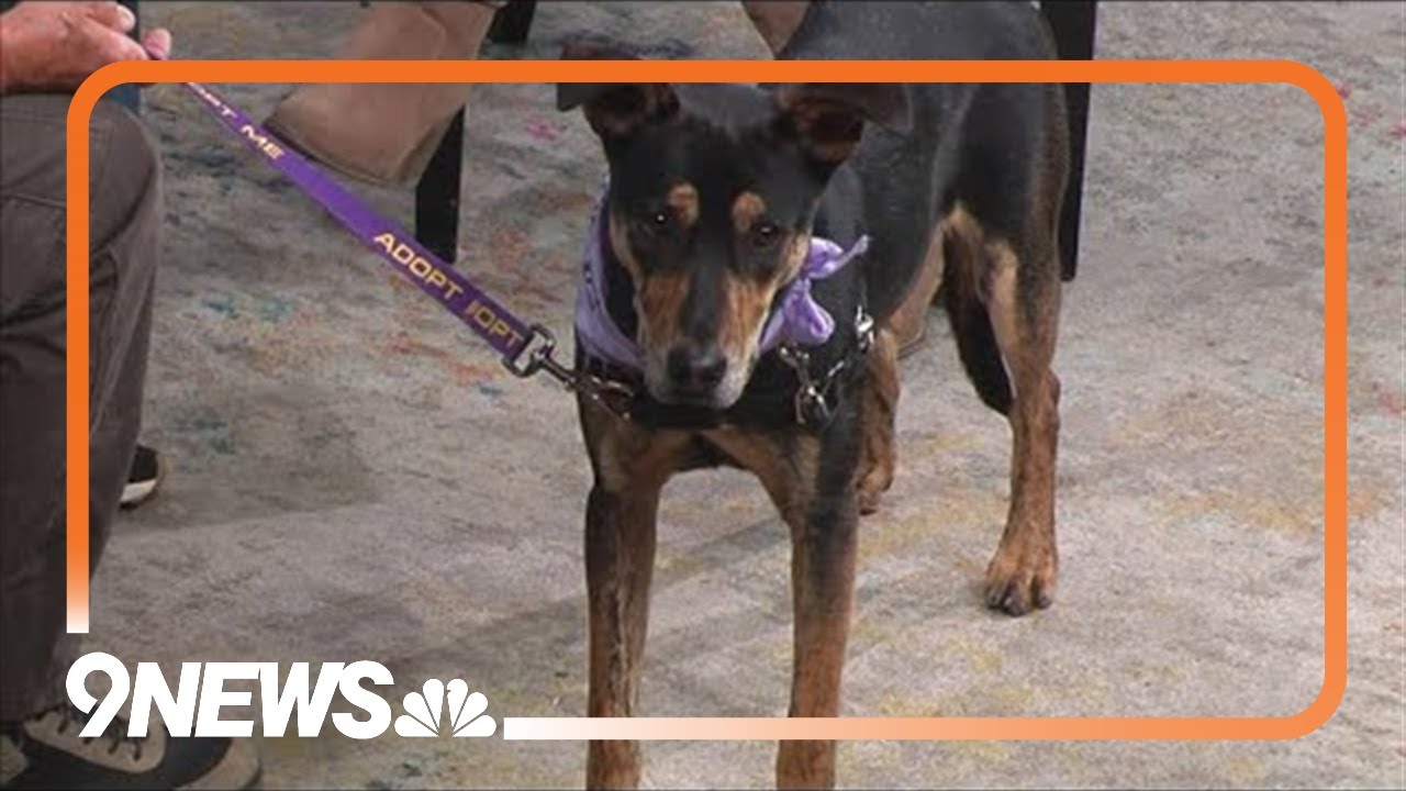 Shy 11-month-old pup looking for his forever home