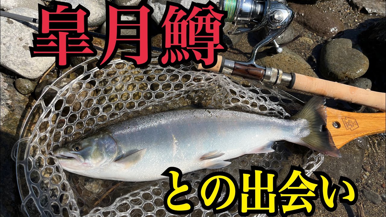 [渓流ルアー］長良川サツキマスを釣り上げろ！！