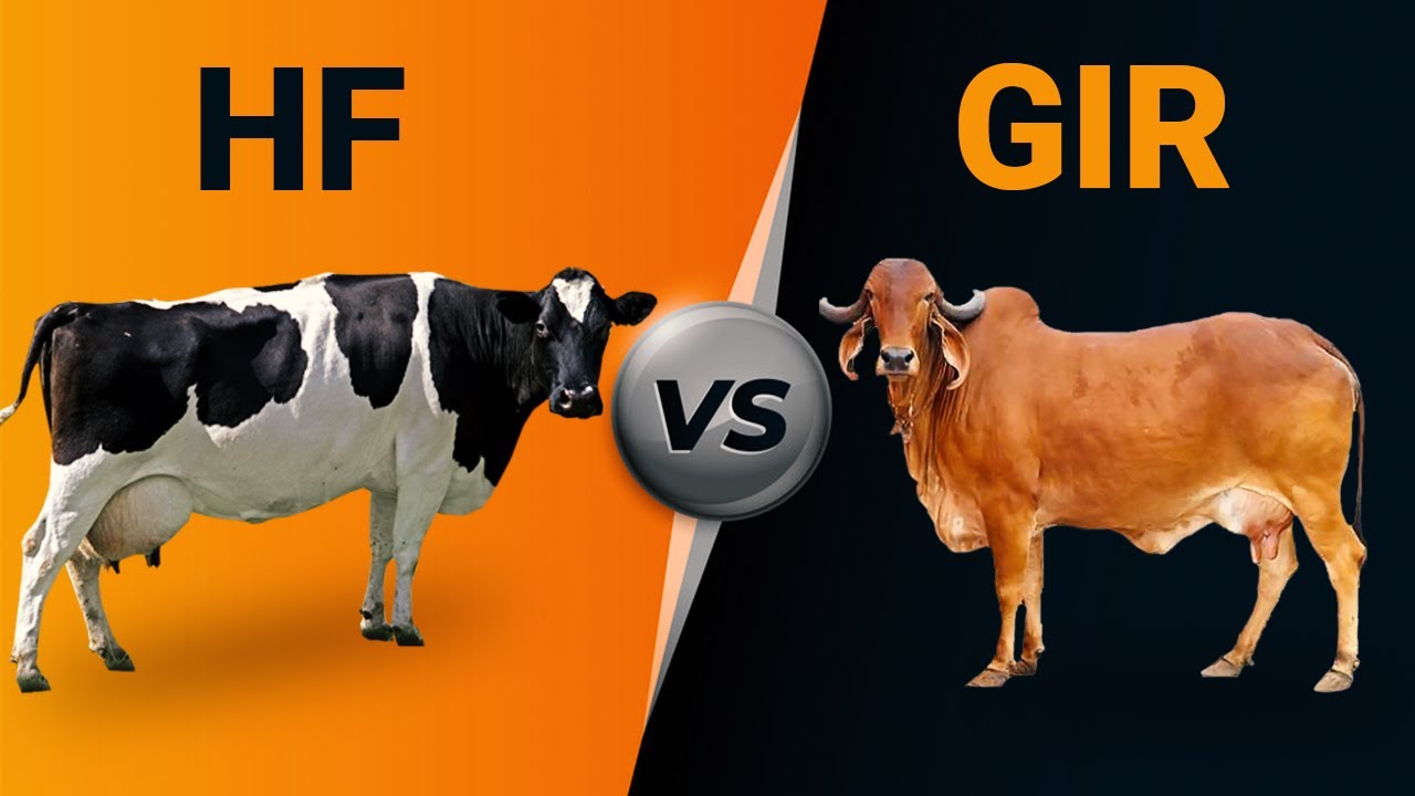 Hf vs Gir Cow