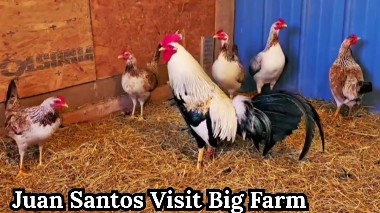 Juan Visit Jeremy Chandler and Blue Ridge Mountains Feeding Time Shape Chicken Coop Outdoor Indoor 