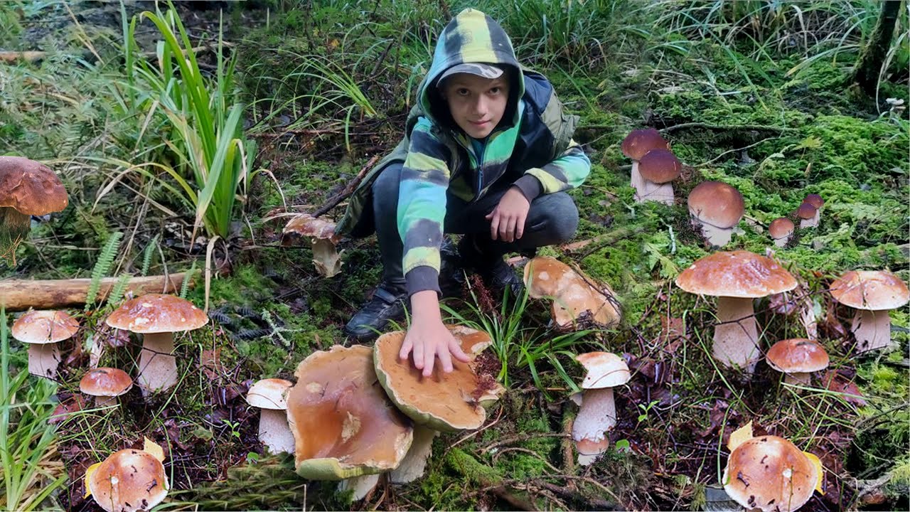 белые грибы #funghiporcini Funghi Porcini 2023 Grande funghi #porcini #грибы #boletus #cepes