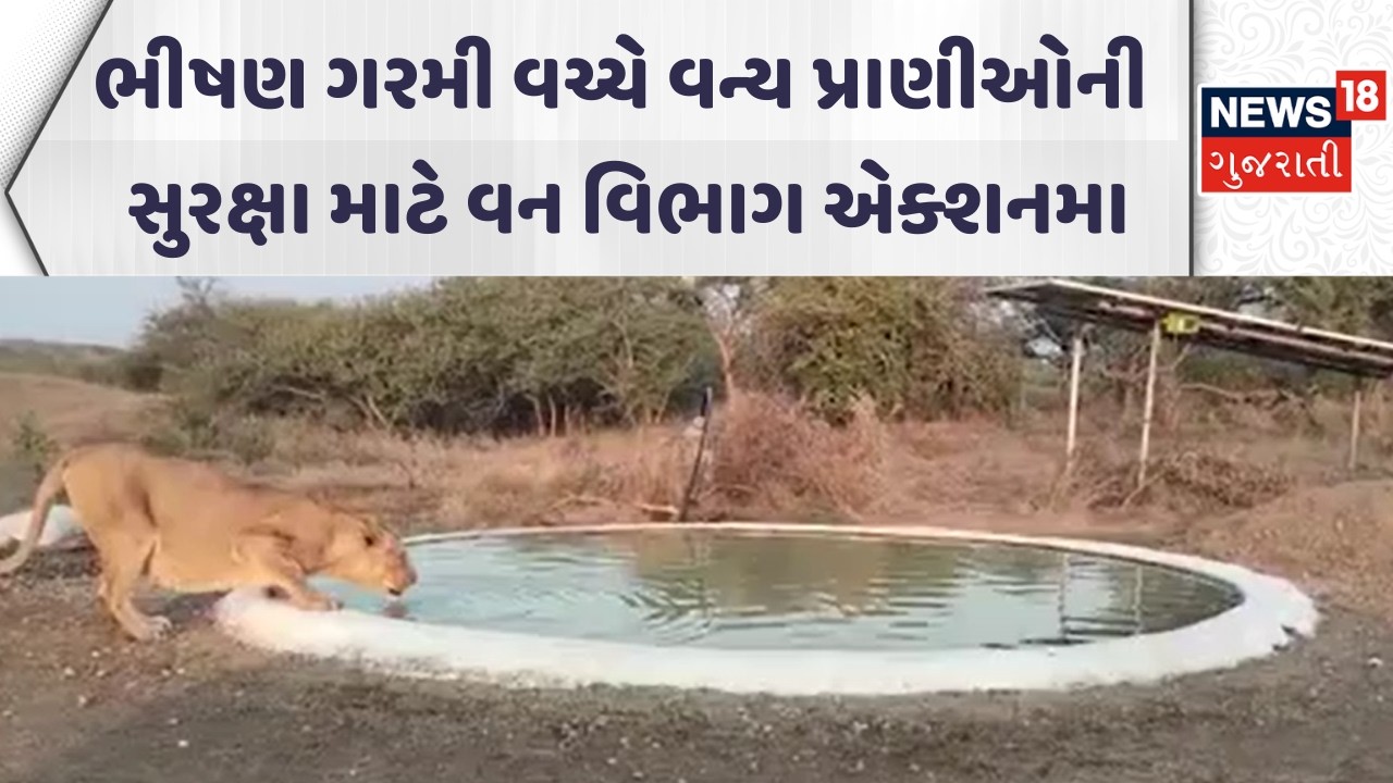 Amreli Forest Department | ભીષણ ગરમી વચ્ચે વન્ય પ્રાણીઓની સુરક્ષા માટે વન વિભાગ એક્શનમા | News18