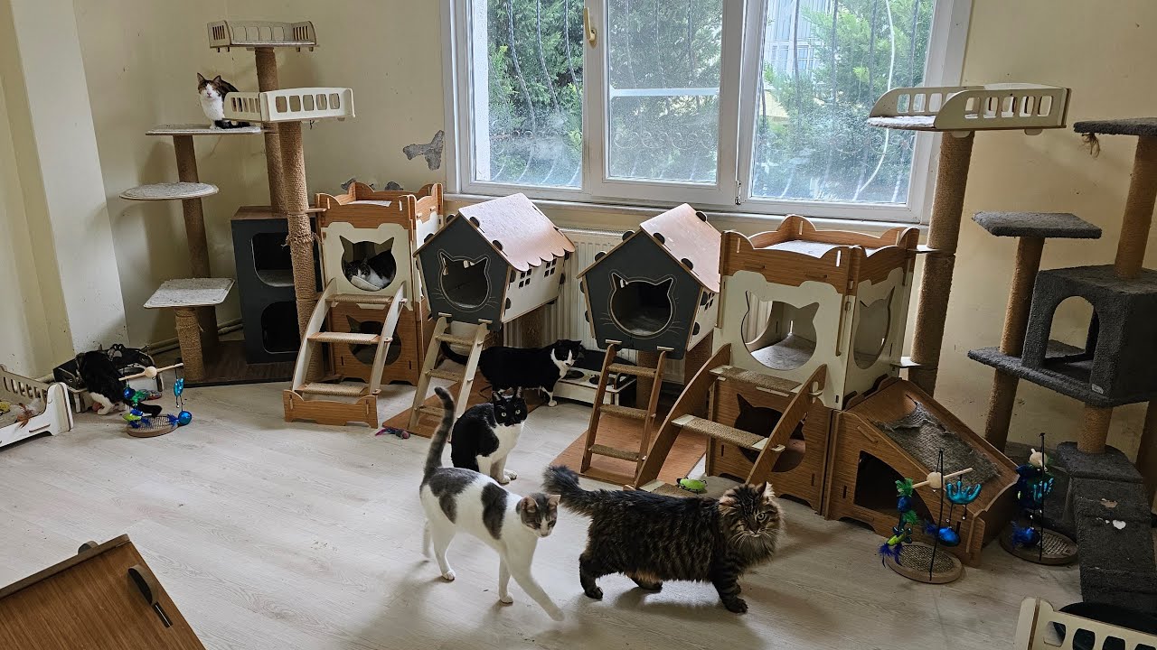 Adorable Paws cat shelter. my cute disabled cats