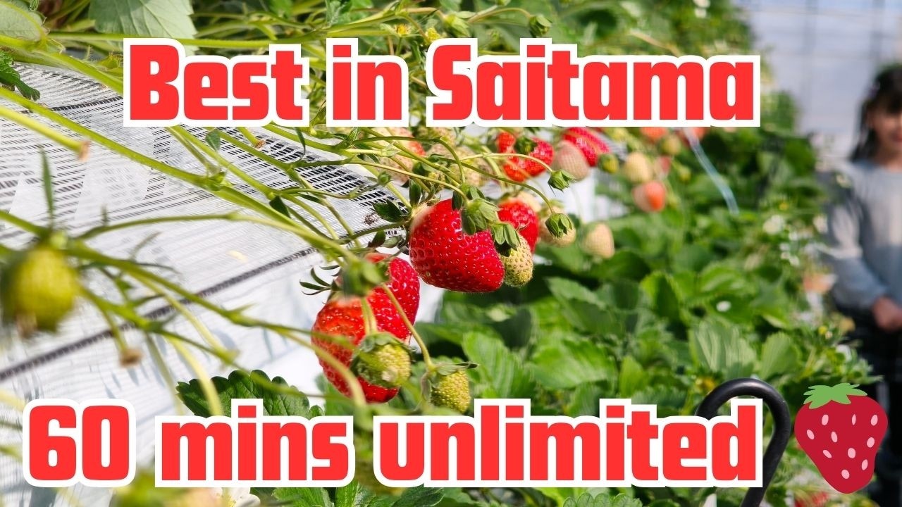 Strawberry Picking Near Tokyo with Kids | 60 mins Unlimited + Mini Zoo (Tokyo Saitama Day Trip 2026)