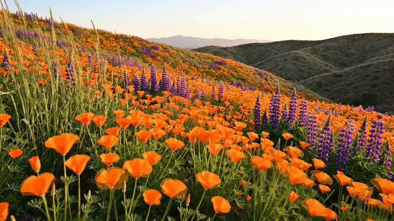 Instant Stress Relief - 4K Misty Meadow Ambience for Anxiety & Focus