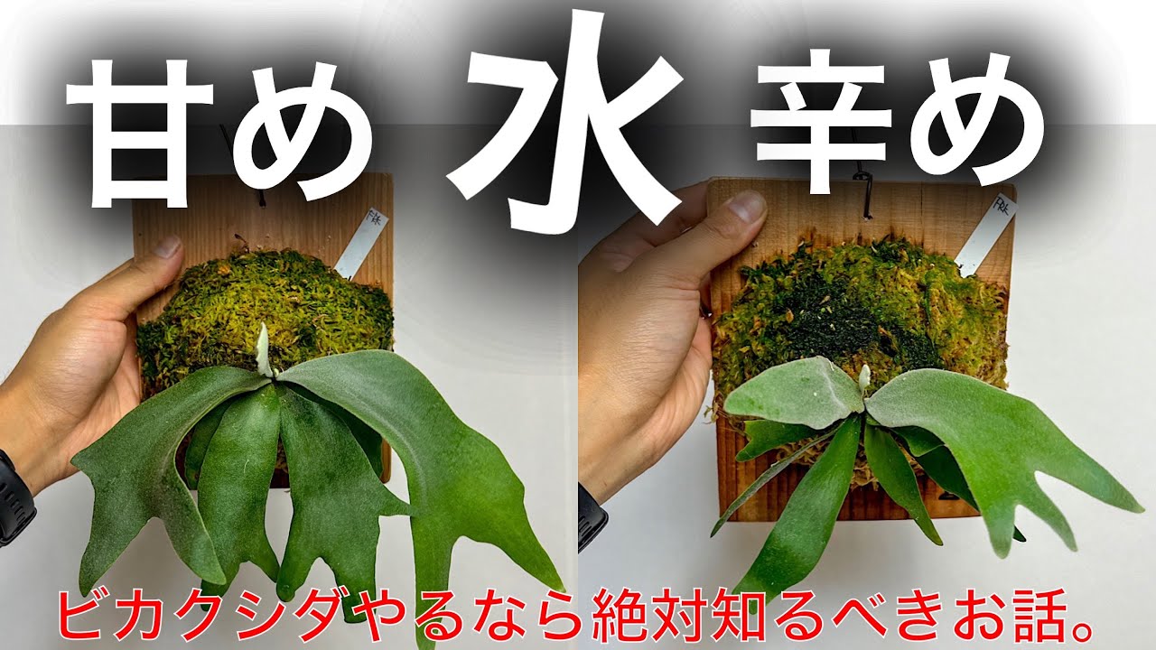 【判明】