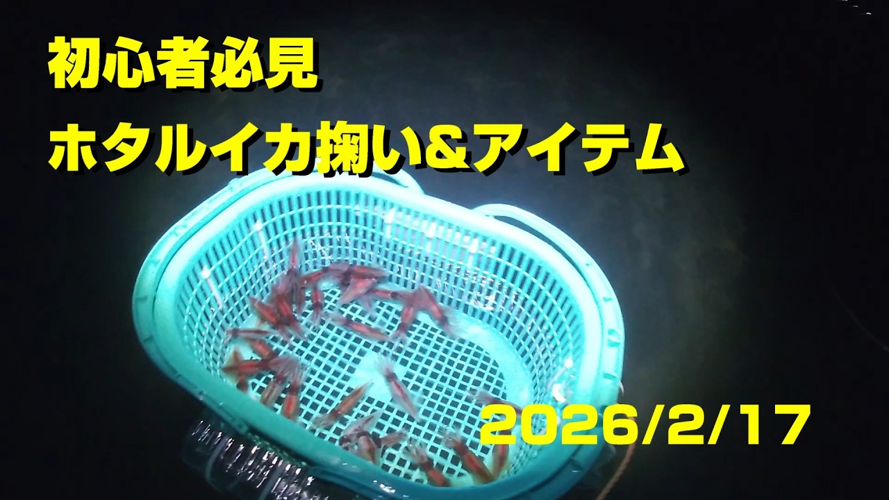 【ホタルイカ掬い】2026年2月17日初心者必見