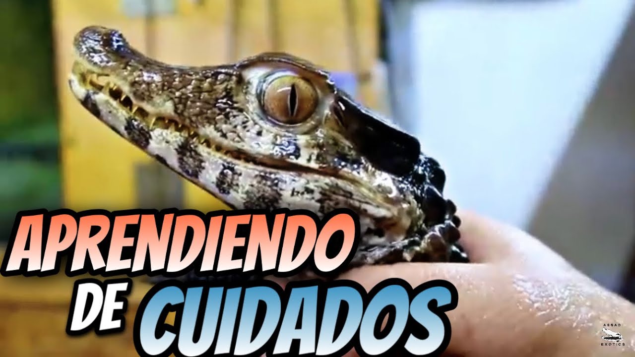 Aprendiendo Sobre Cuidados De Varanos Con Charly Gonzalez Parte 2!!!