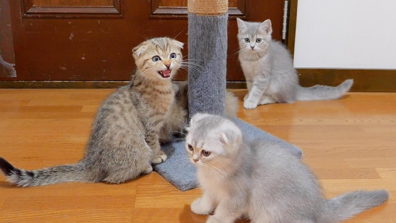 Один котенок громко мяукает, и все начинают мяукать.