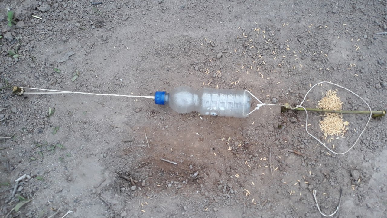 Ловушка-силовка с пластиковой бутылкой для ловли птиц (мелких птиц)