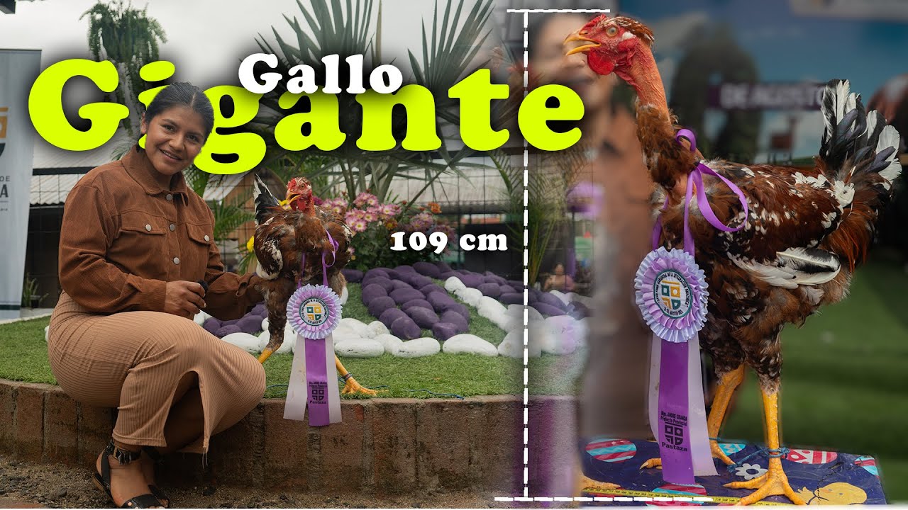 Gallos Gigantes en Puyo-Pastaza | Hasta 109 cm 🇪🇨🐓