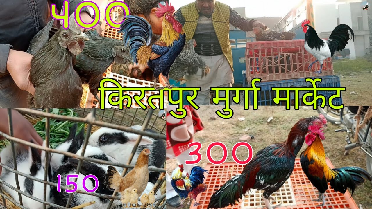 KIRATPUR SUNDAY MARKET/मुर्गा बाज़ार बिजनौर