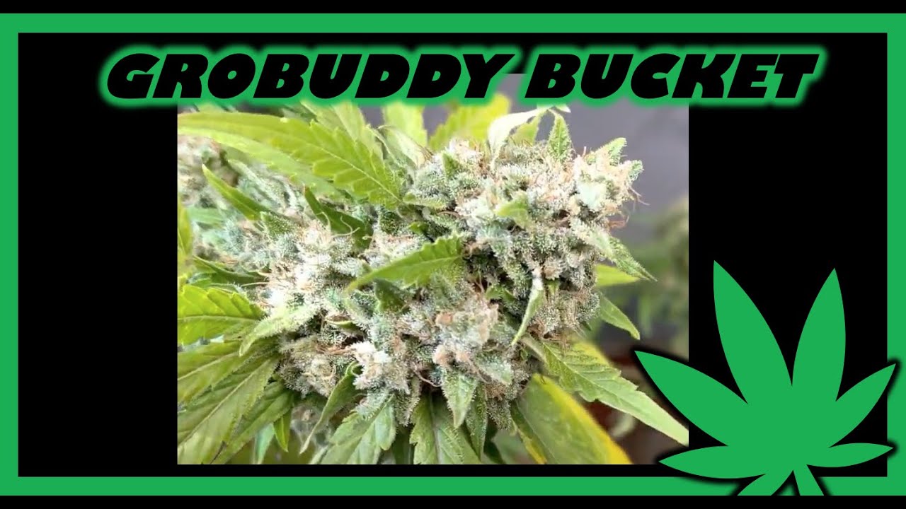 harvest crop king seeds white widow purple kush