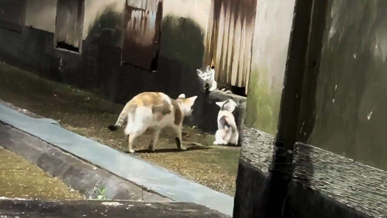 Я ждал всю ночь… котята наконец вышли! Двое из них нашли дом 🏡