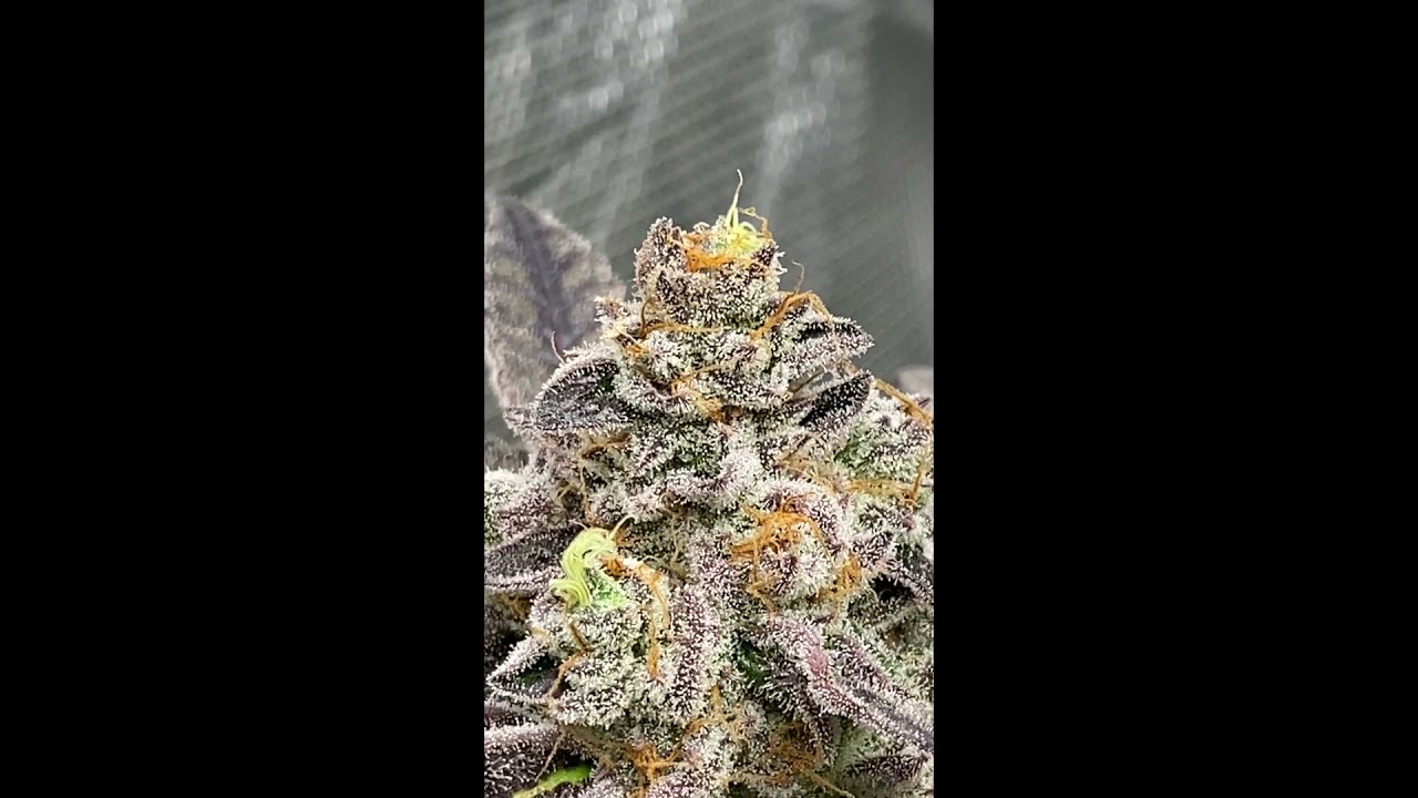 Dessert Runrz - Exotic Genetix | Premium Cannabis