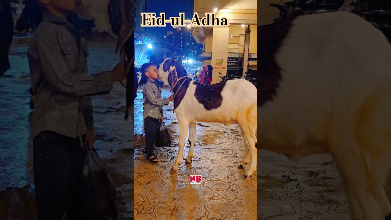 Eid Ul Adha Aayi Hai &hearts;️🐐 #bakraeid #bakraeid2025 #bakraeidspecial #bakra #goats #trending #biggoats