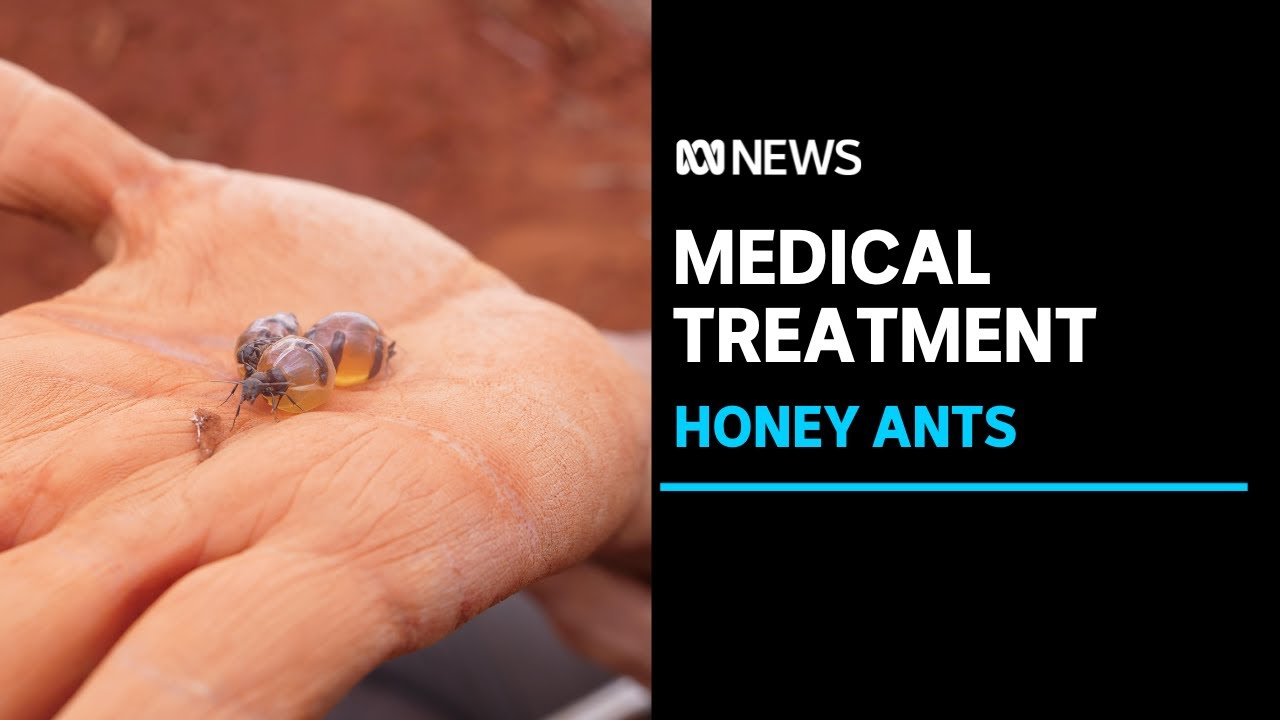 Honeypot ants in Australia's outback could hold key to new medical treatments | ABC News