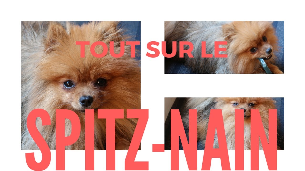Tout savoir sur le Spitz nain