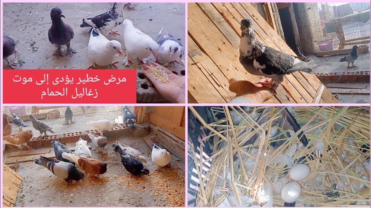علاج مرض السالمونيلا للحمام والطيور وطرق الوقايه منها بالأعشاب لإستمرار بيض الحمام