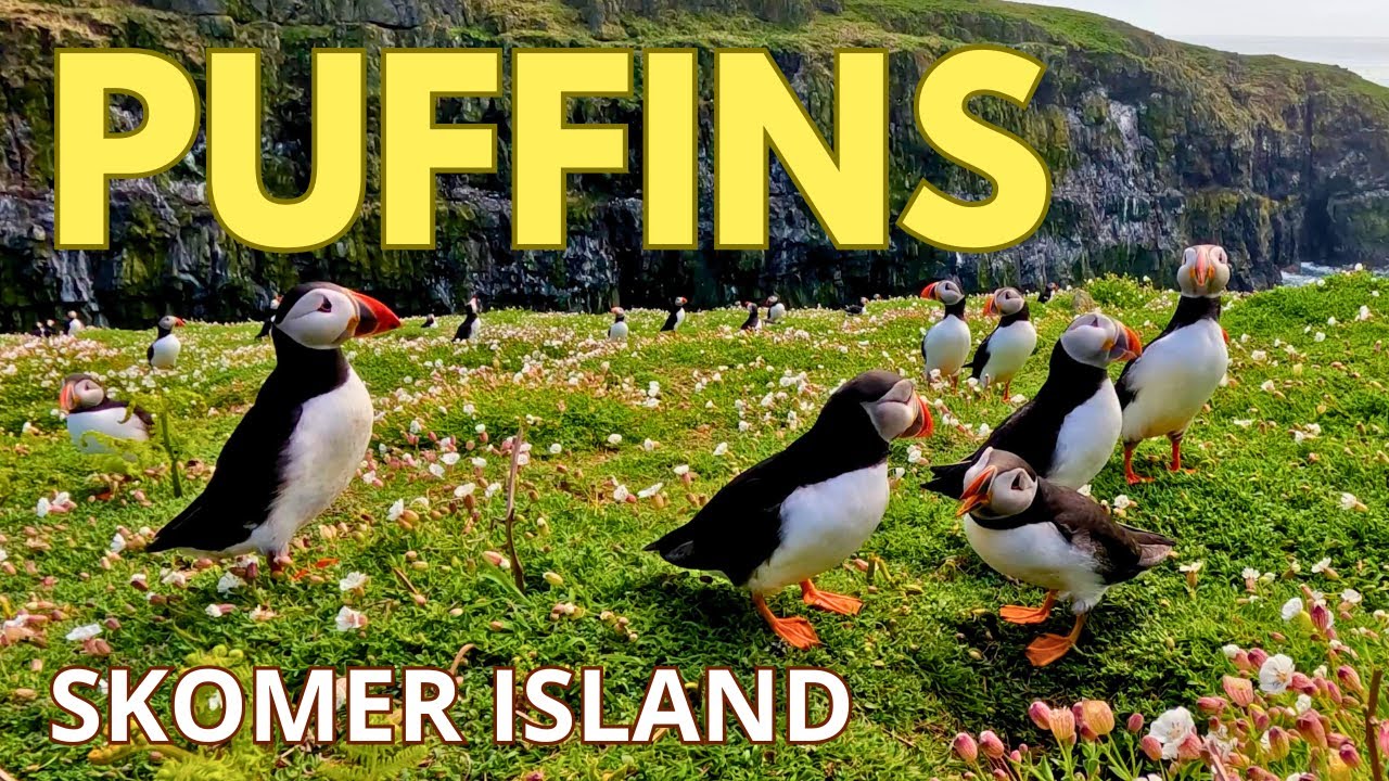 Puffin Paradise in 4K | Discovering Skomer Island’s Wildlife