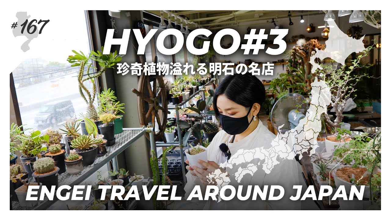 【兵庫県#3】珍奇植物溢れる明石の名店へ｜塊根植物/アガベ/ビカクシダ｜plantDogs｜【園芸日本一周：vol27】