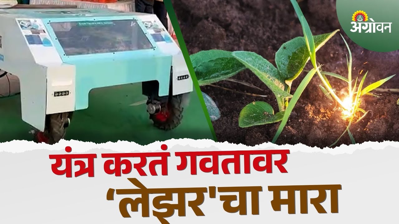 Laser Weeder Machine: बारामतीत लेझर तण काढणी मशीनचे प्रात्यक्षिक | Agrowon