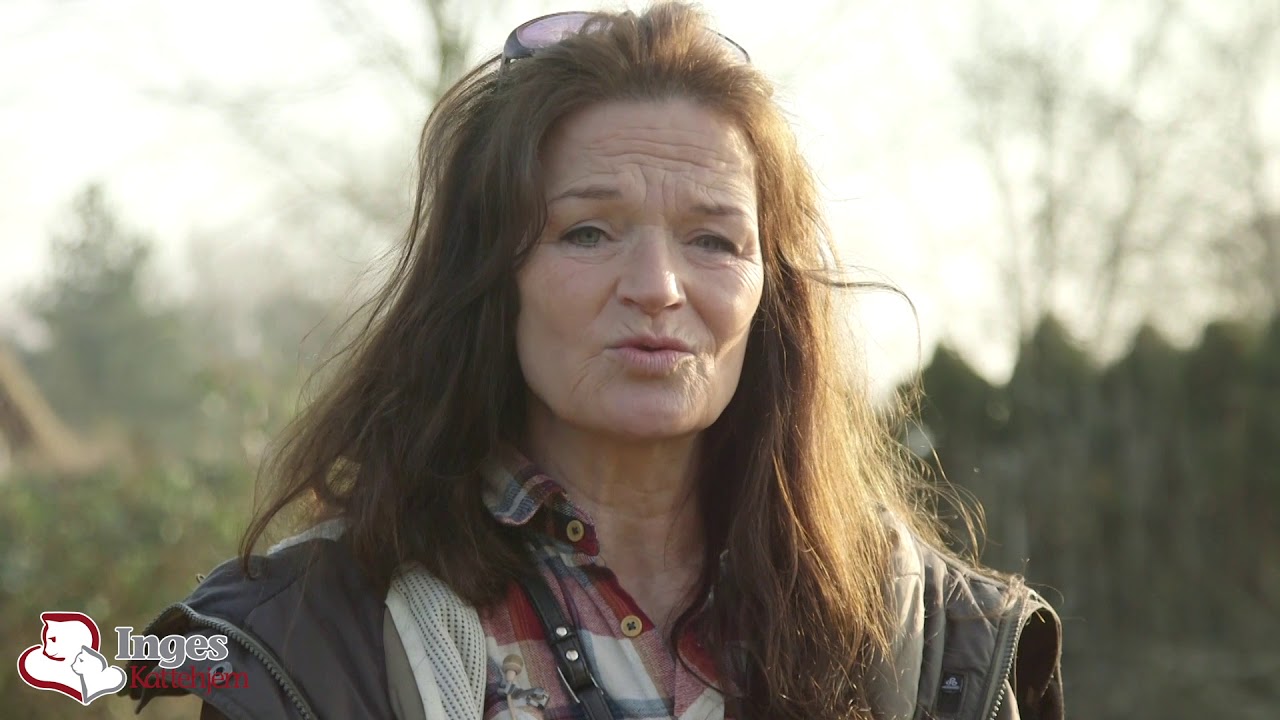 Vildtlevende katte - Inges kattehjem