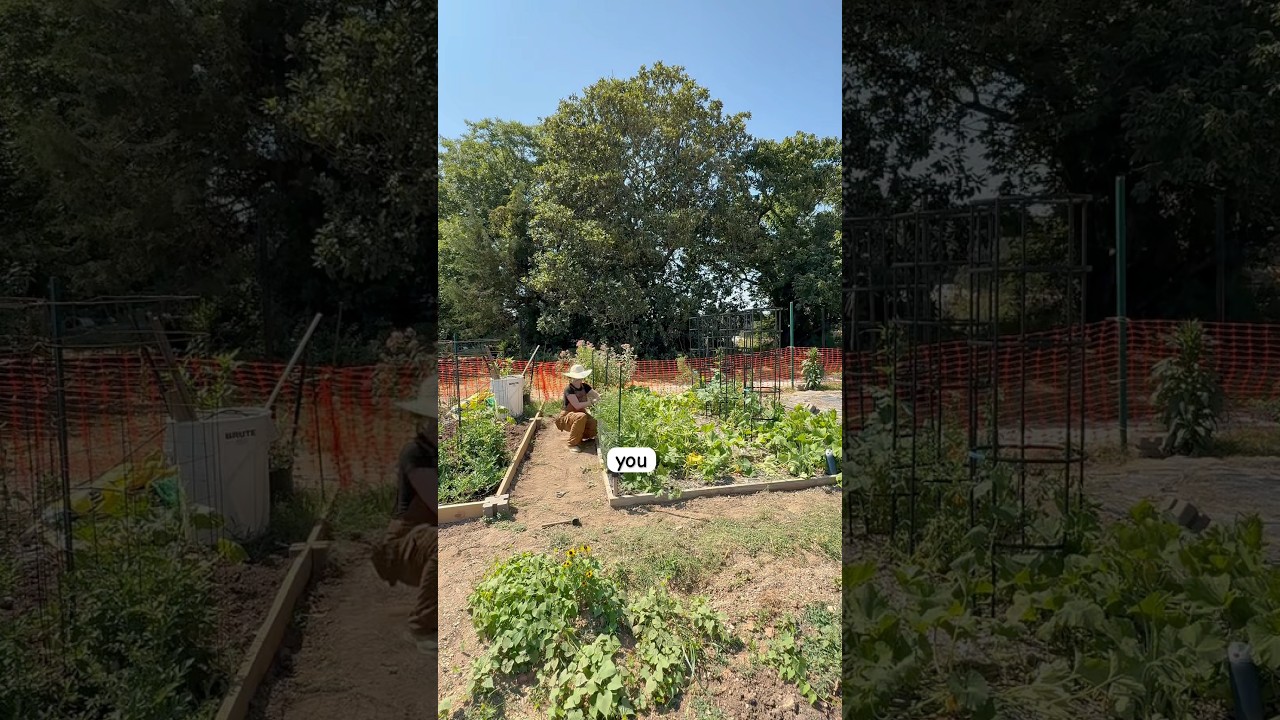 The reality of a community garden