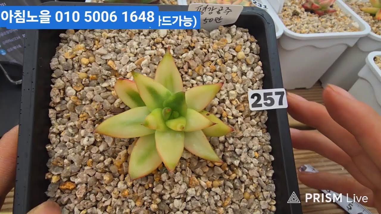 (2월19일아침노을다육)1부