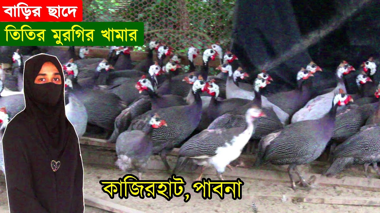 ছাদের পরিত্যক্ত জায়গাতে তিতির মুরগির খামার করে সফল খামারি পপি আপা | Pheasant Chicken Farms.