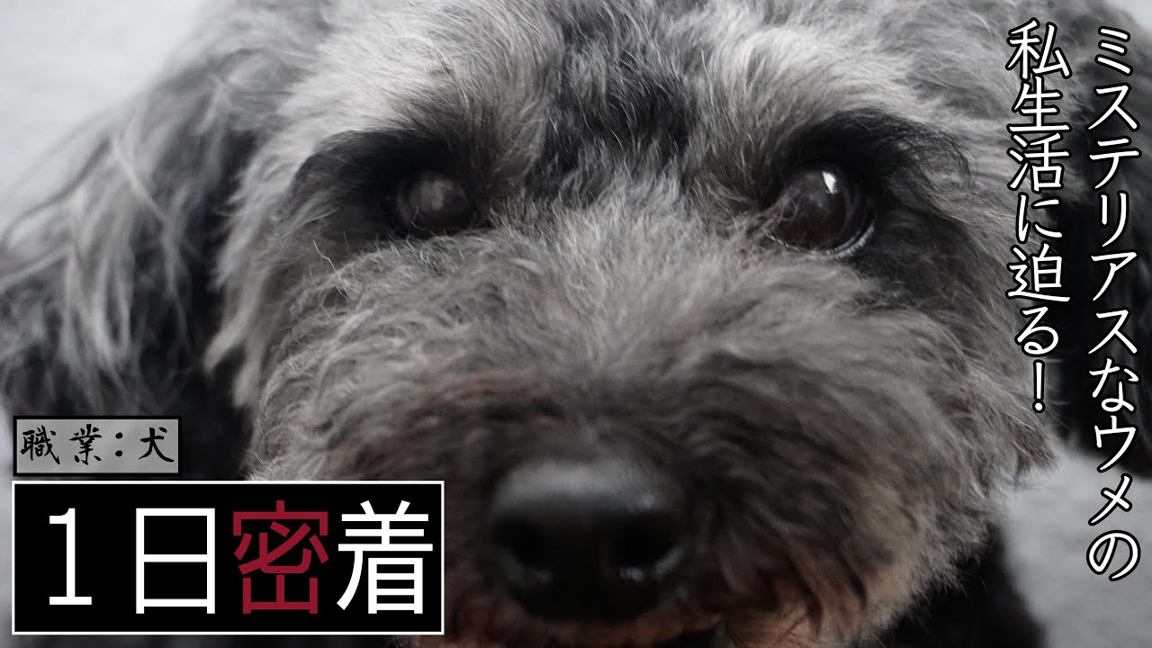【密着】ウメの1日を撮った！