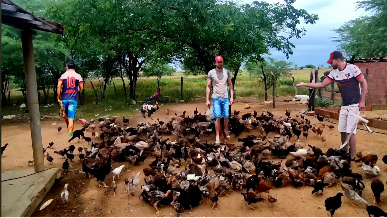 SOBREVIVER E MORAR NA CHÁCARA CRIANDO GALINHAS CAIPIRA UM SONHO REALIZADO 