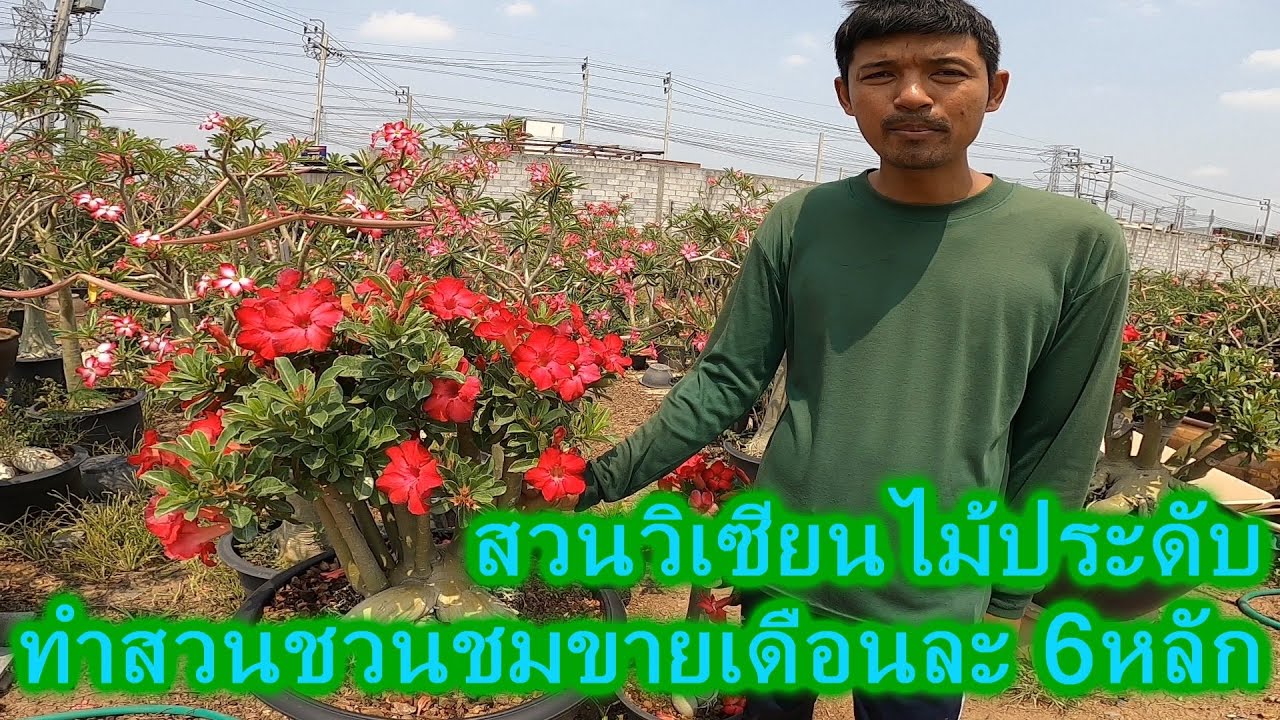 แนะนำ#สวนชวนชมการเตรียมดินปลูกชวนชม #การเพาะชวนชม #การต่อตาเสียบยอดชวนชม  (สวนวิซียรไม้ประดับ)