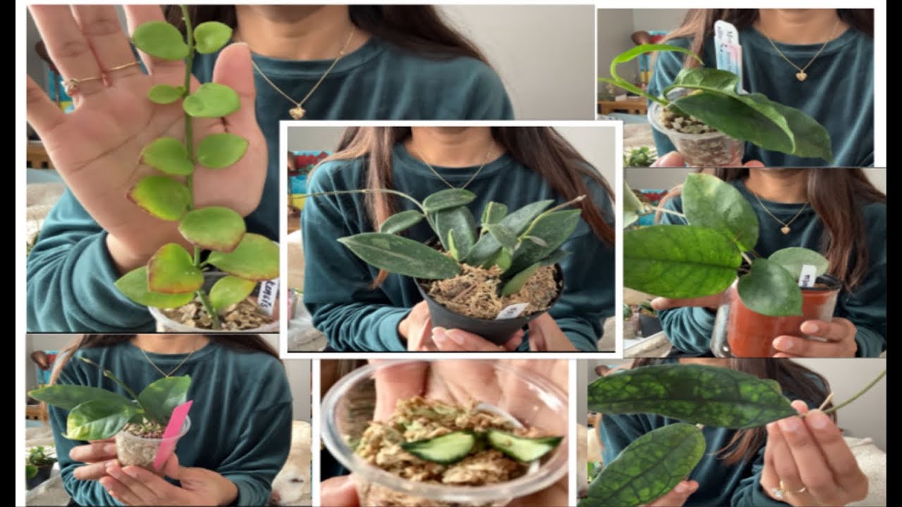 #11 Unboxing Planty-mail | New Hoya Additions 🌿🌸🪴