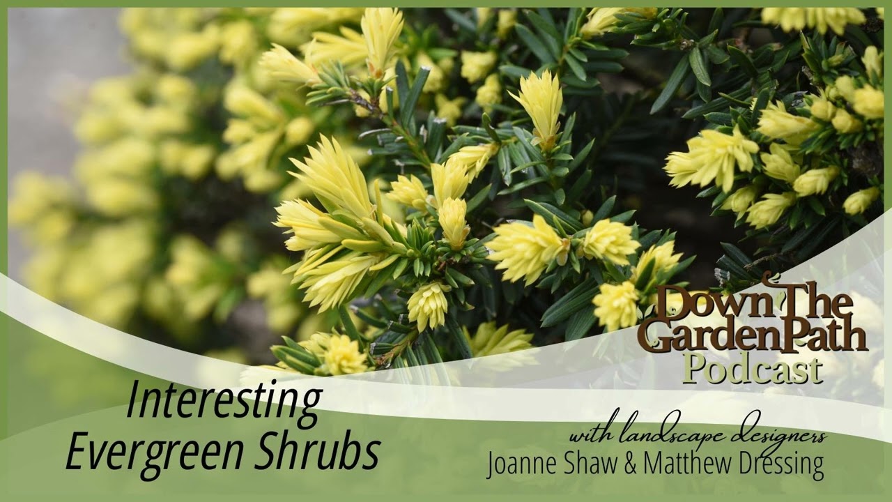Interesting Evergreen Shrubs
