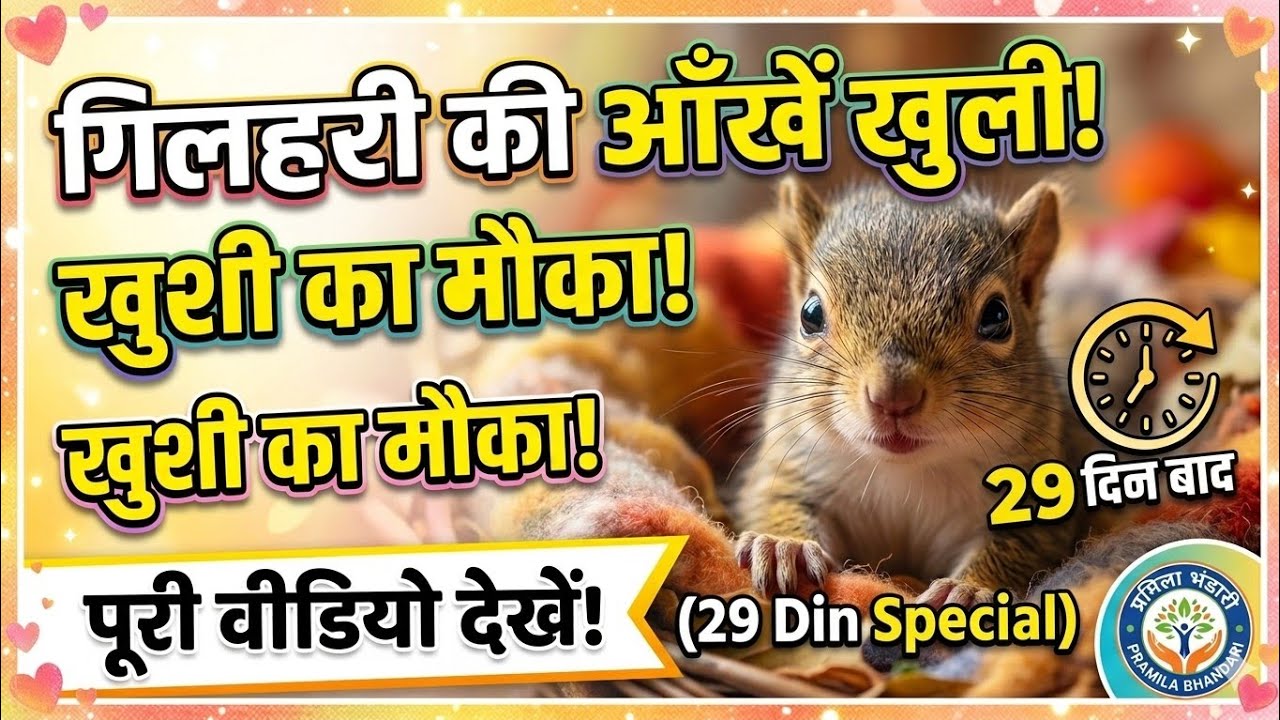 gilhari ke bacche ki Anakh 29 din baad khulti hai