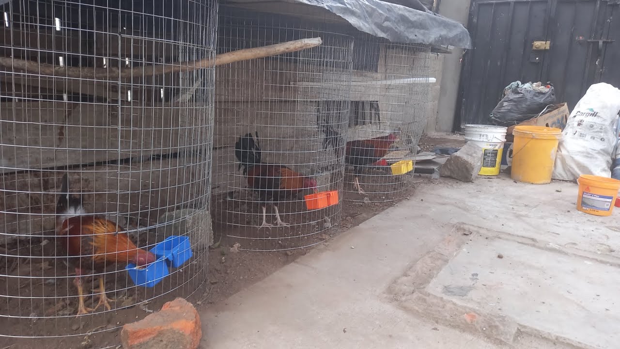 como hacer rejones para gallos  , paso a paso y con sus medidas