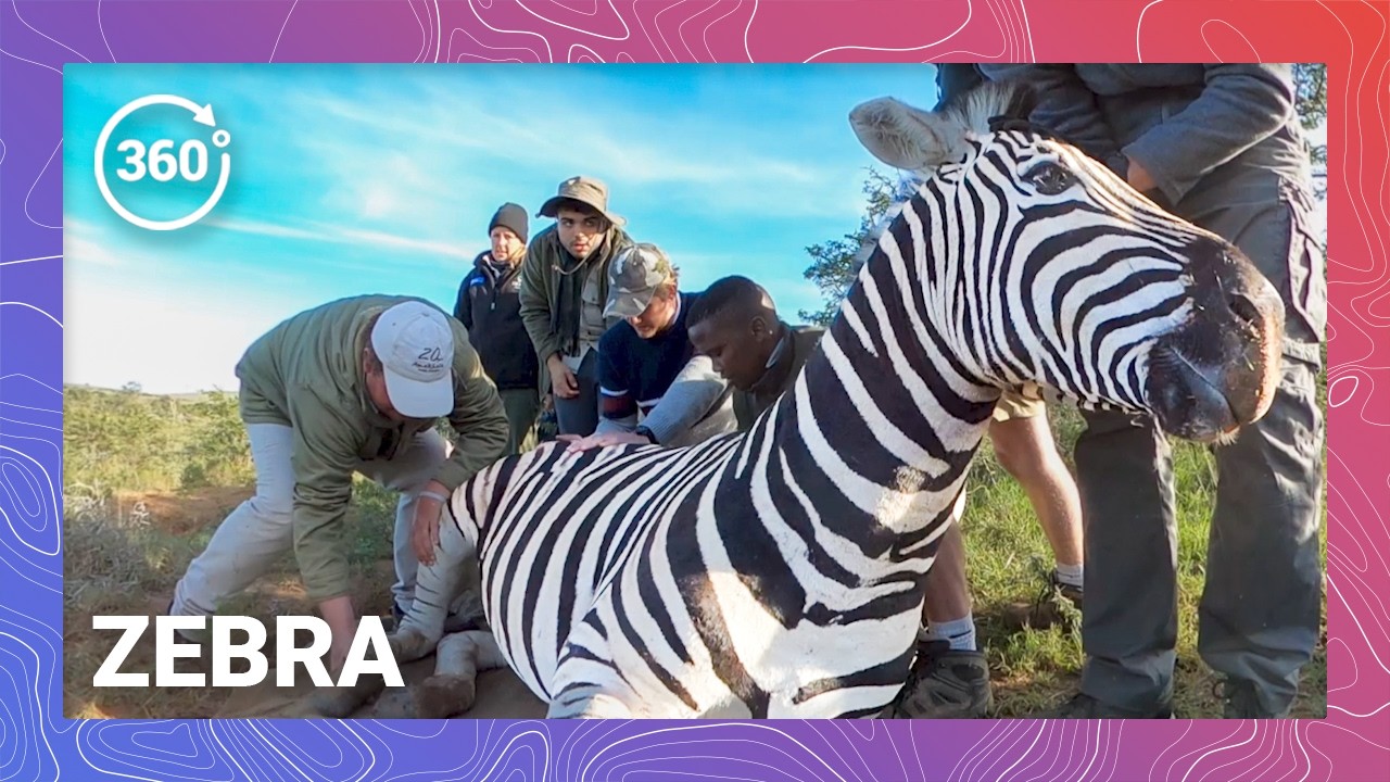 Operation Zebra Relocation: A Dazzle on the Move