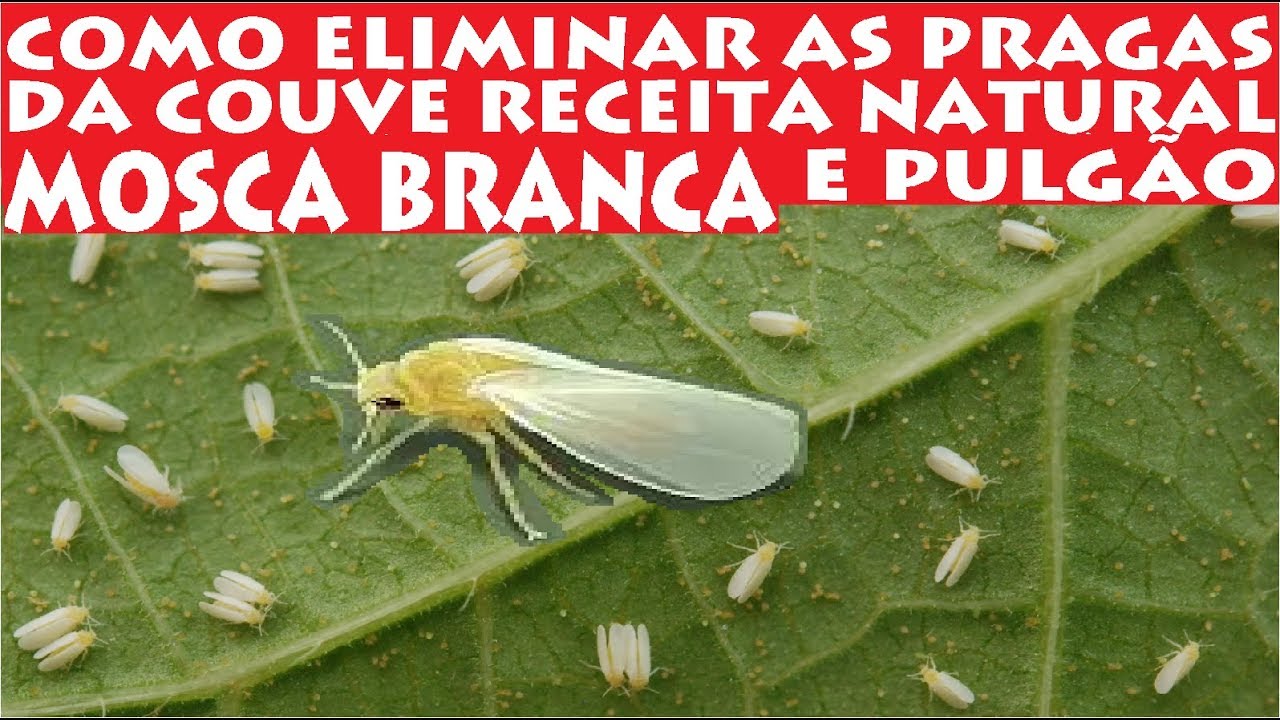 Como eliminar as Pragas da Couve, Mosca Branca e Pulgões