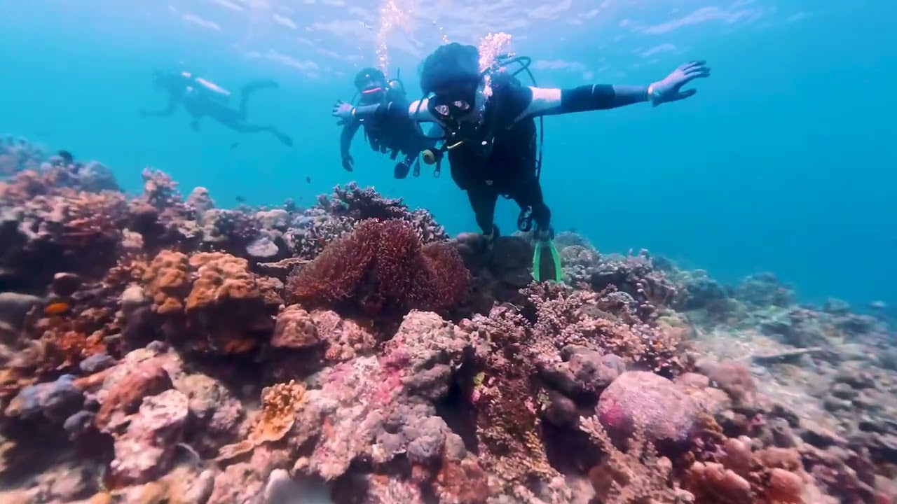 세부 스쿠버 다이빙(2026.02.12) Diving in Cebu