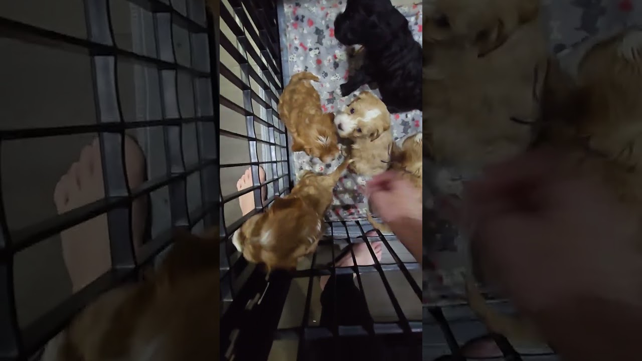 Padmè's 2nd litter babies before pick day