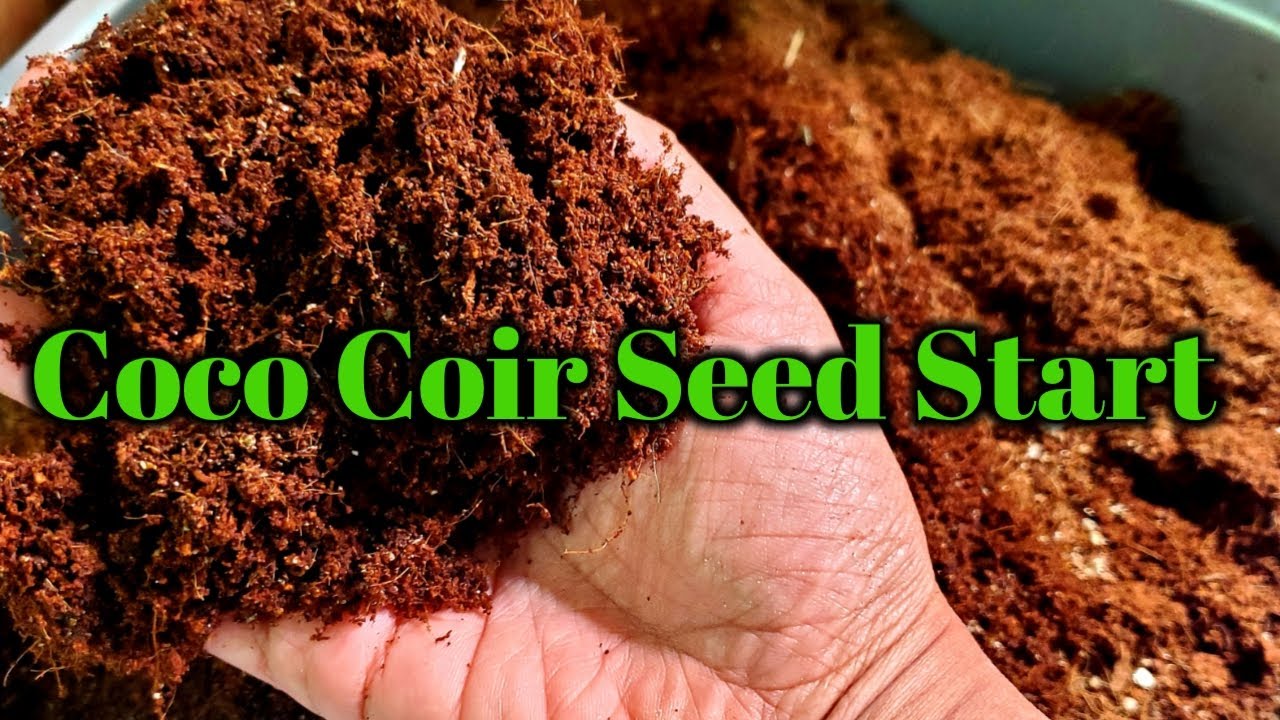Starting Seedlings With CocoCoir? Did It Work? Seed Experiment Pt 2