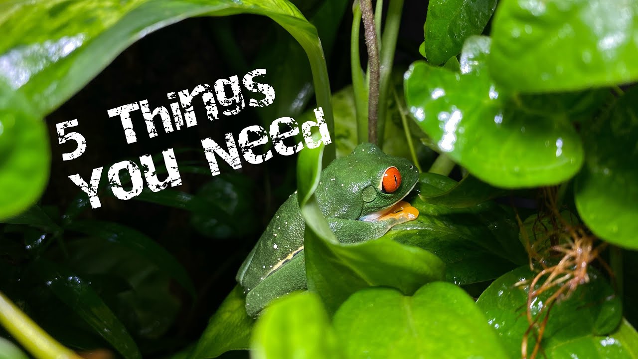 5 Things You Need Before Getting Your First FROG!!!