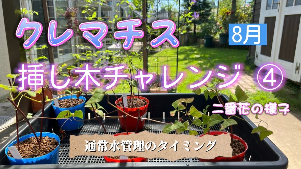 クレマチス挿し木チャレンジ④💠通常水管理のタイミング