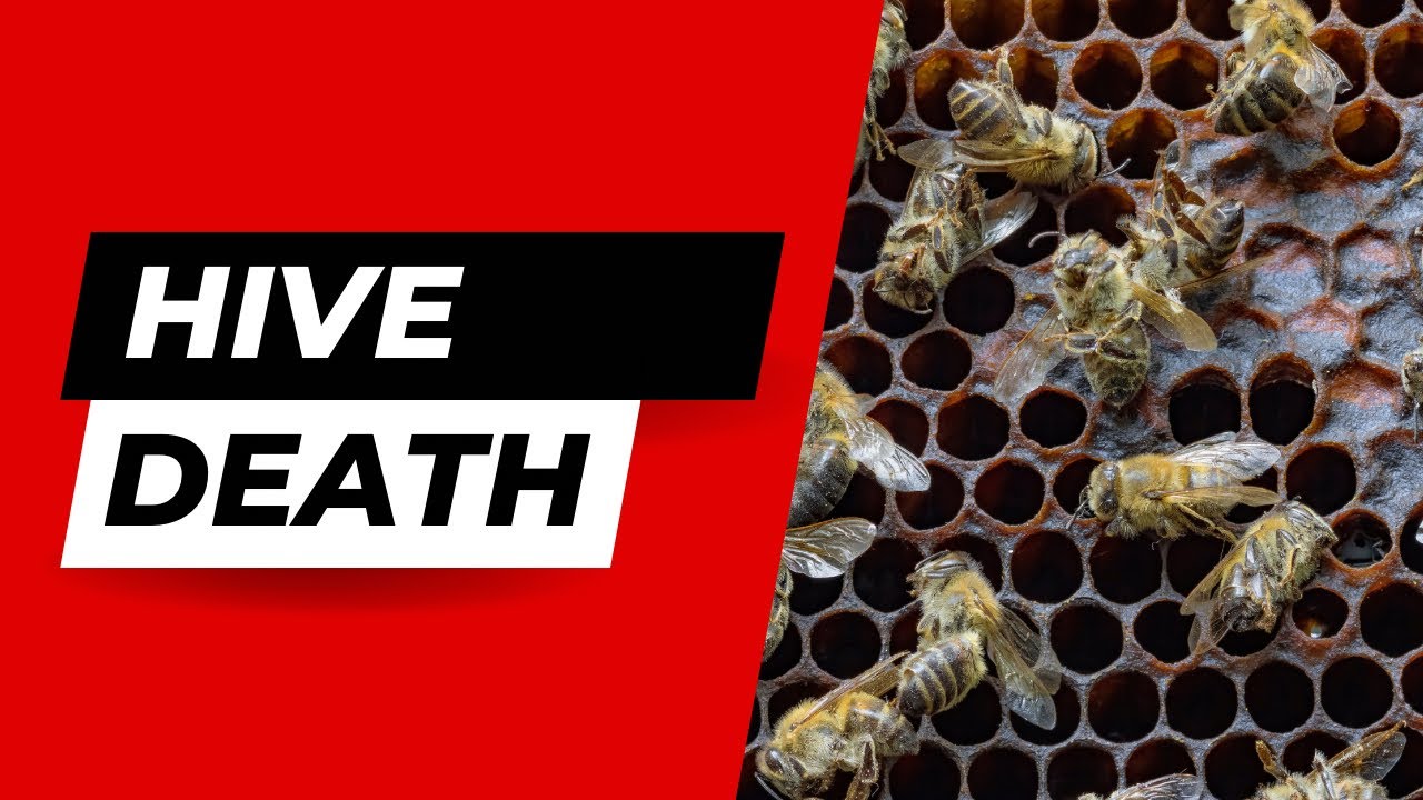 “Reflecting on Loss: The Winter Tragedy Of A Beehive 🐝 | Beekeeping Chronicles”