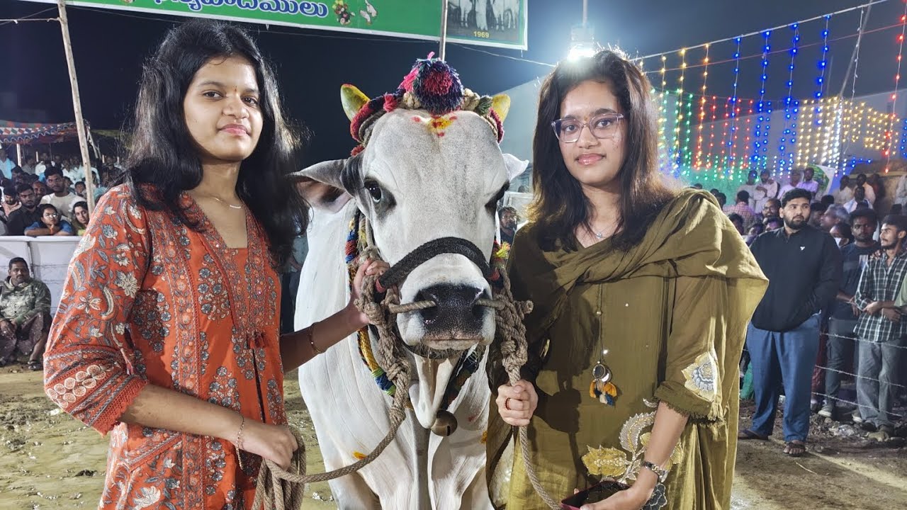 అన్నంబోట్లవారిపాలెం జూనియర్ PSK &PSC BULLS  2 🏆పుచ్చకాయల శేషాద్రి చౌదరి గారు(కొమరంభీమ్ బజరంగి)