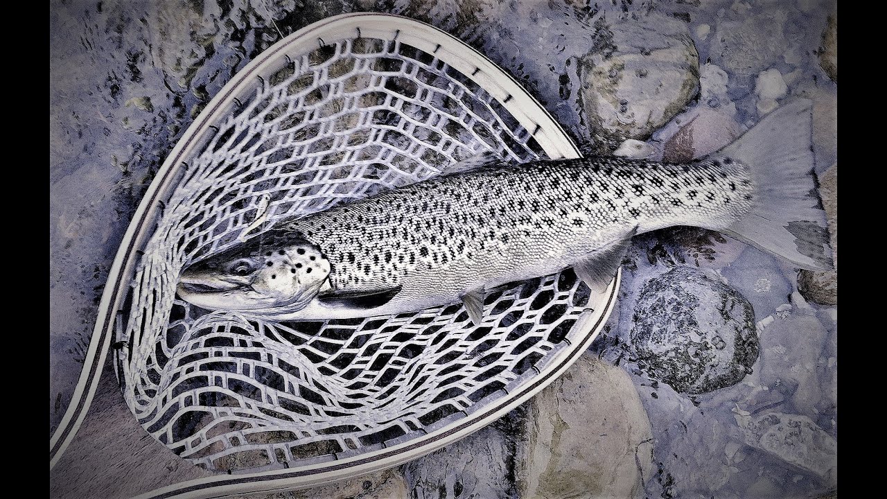 Sjøørret fra bellyboat!