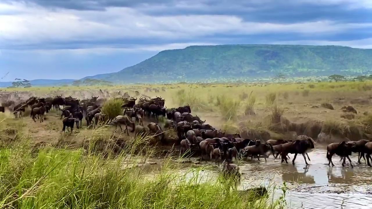 Wildebeest crossing at lake magadi