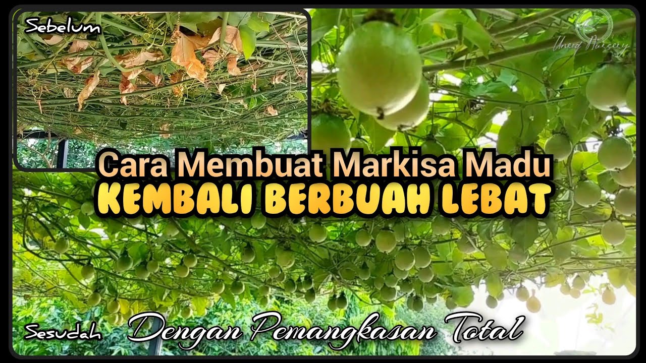 Cara membuat Markisa Madu berbuah lebat dengan pemangkasan total